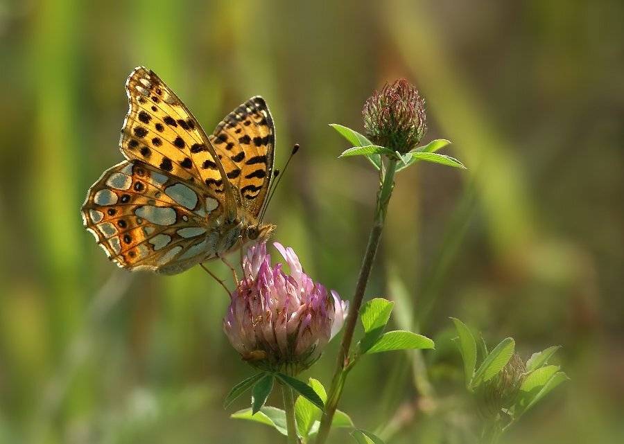 Перламутровка. Автор: Cheplenko Aleksey , Cheplenko Aleksey