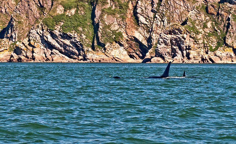 охотское море, касатка, семья, касатки, плавник Семьяphoto preview