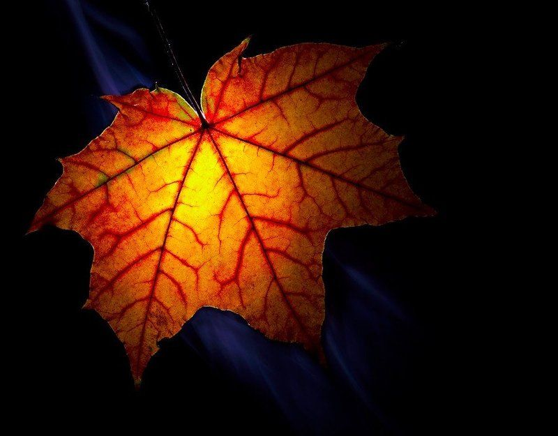 макро, осень ***photo preview