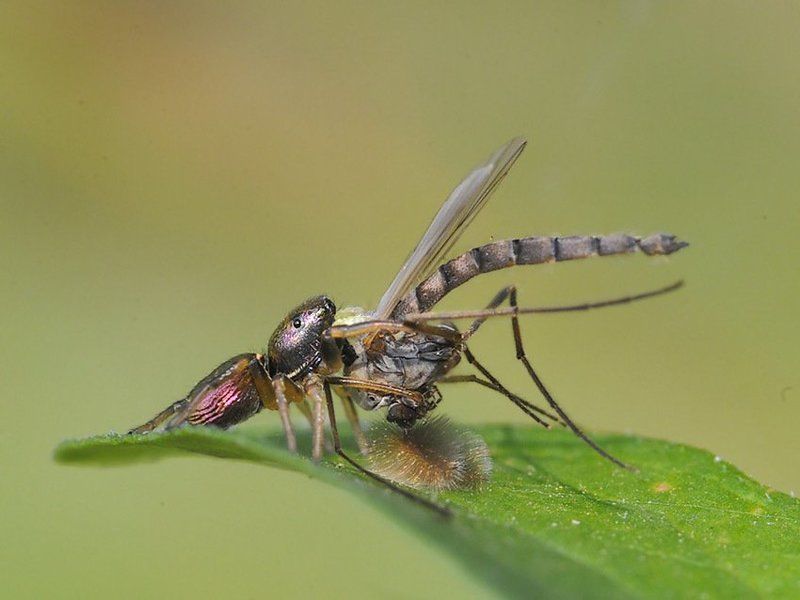 heliophanus, kochii Давид и Голиафphoto preview