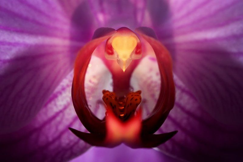 Чужойphoto preview