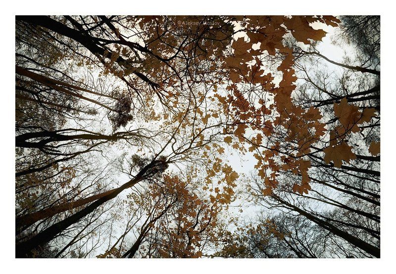 листопадphoto preview