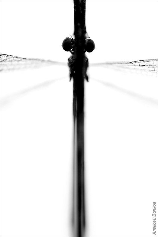 стрекоза, утро, трава Модный оберегphoto preview