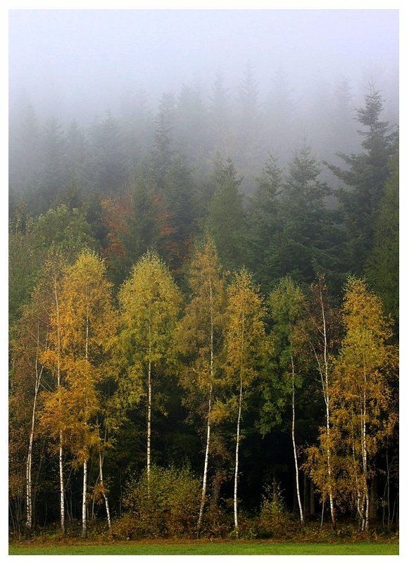 В утреннем тумане ...photo preview