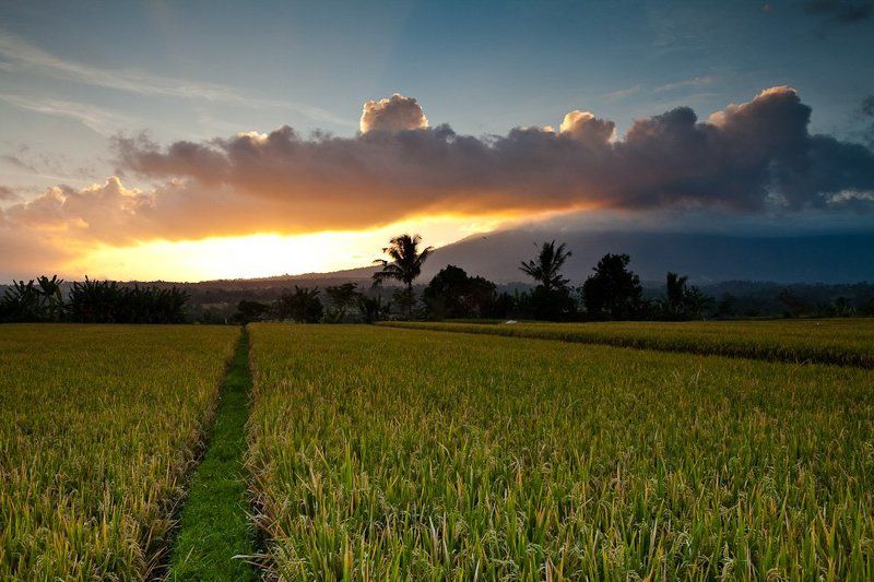 Вечерний рисphoto preview