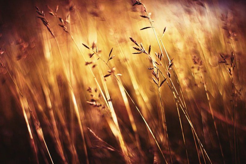 Золотоphoto preview