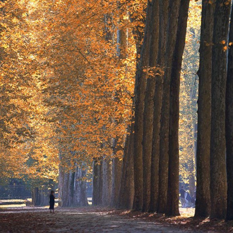 Autumn in Versaillesphoto preview