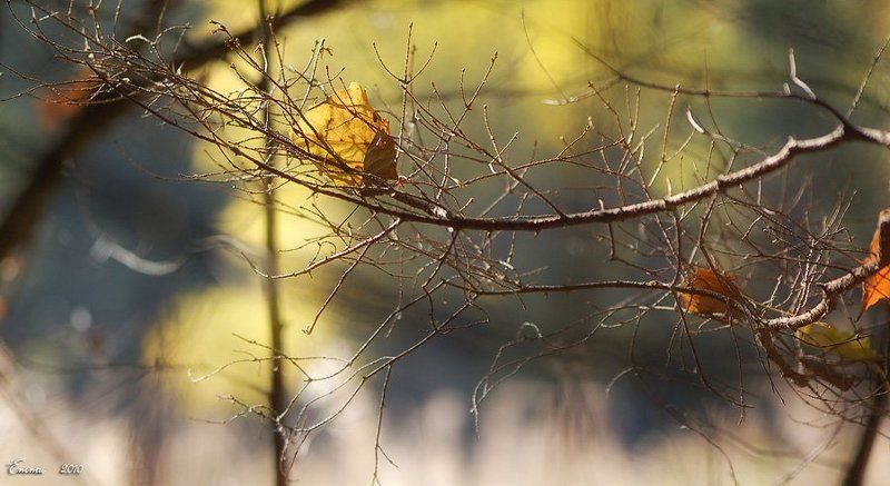 осень, природа, зарисовка, ветка, листья Запутался.... фото превью