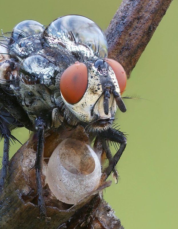 с новым ведром за водой :)photo preview