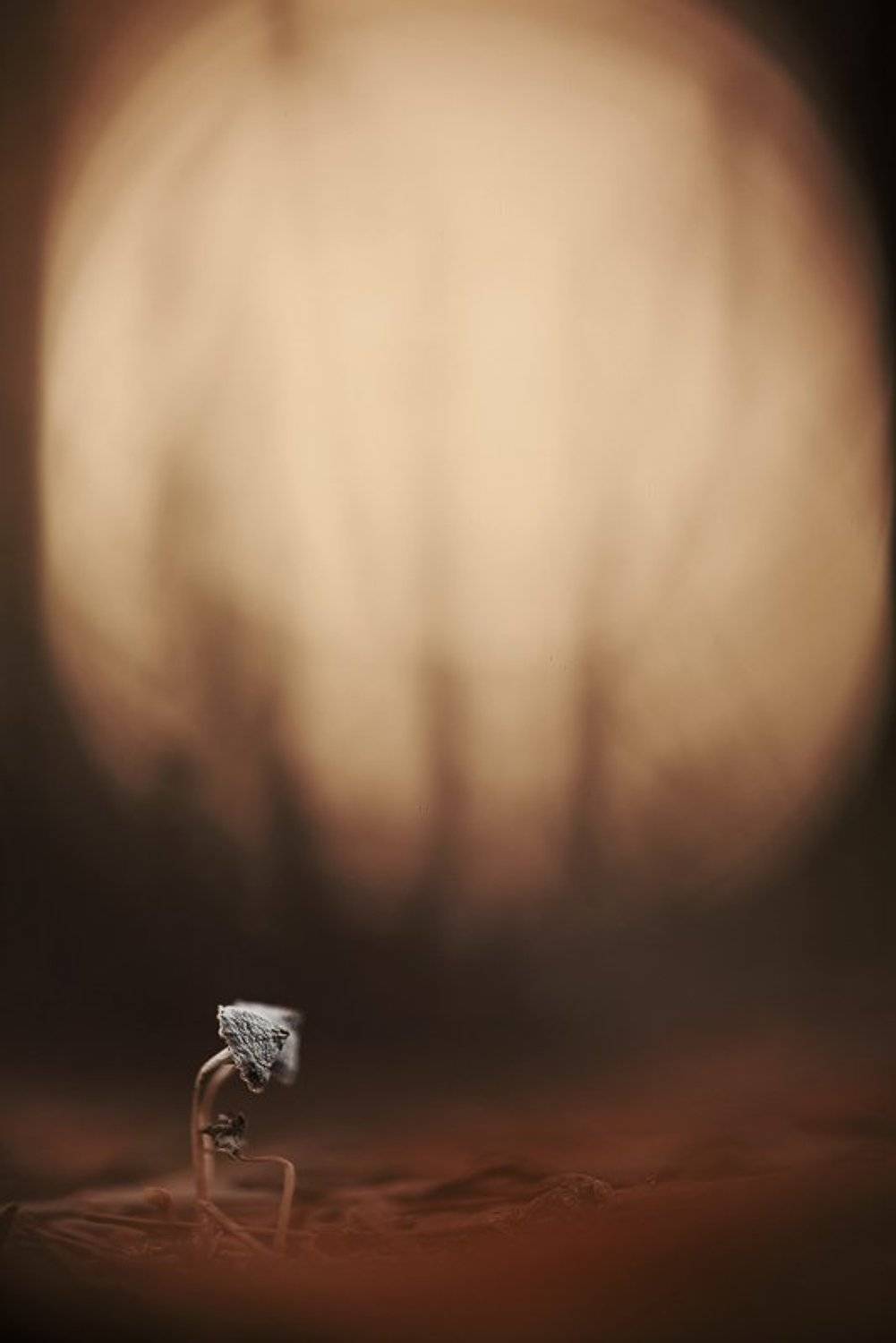 Есть ли жизнь на марсе?. Автор: Юлия гриб, сумрак, лес, Юлия