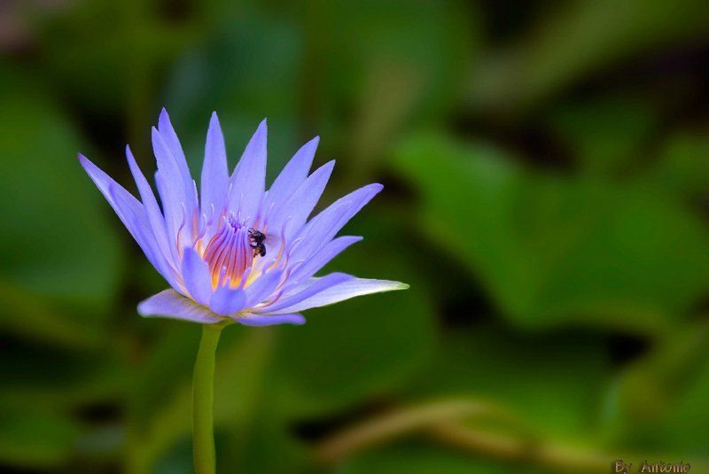 тай, лотос, таиланд цветок лотосаphoto preview