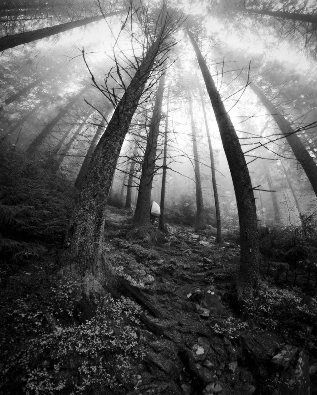 карпаты, природа, пейзаж, панорама, лес, туман, Piligrim