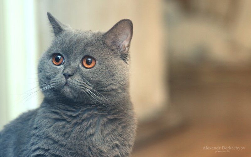 Ричардphoto preview