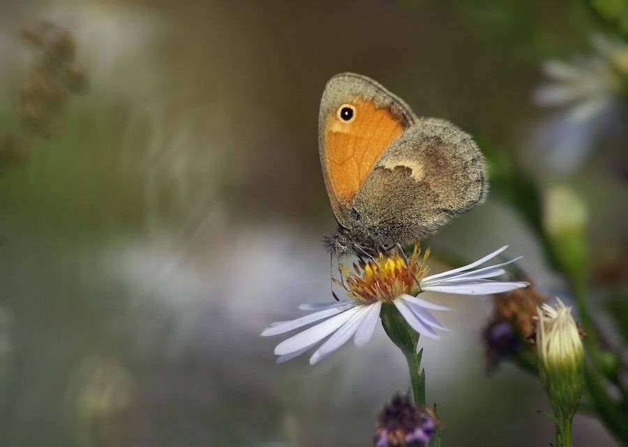 сенница, обыкновенная, Cheplenko Aleksey