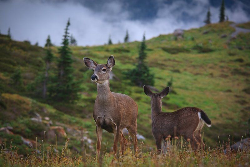 Untitledphoto preview