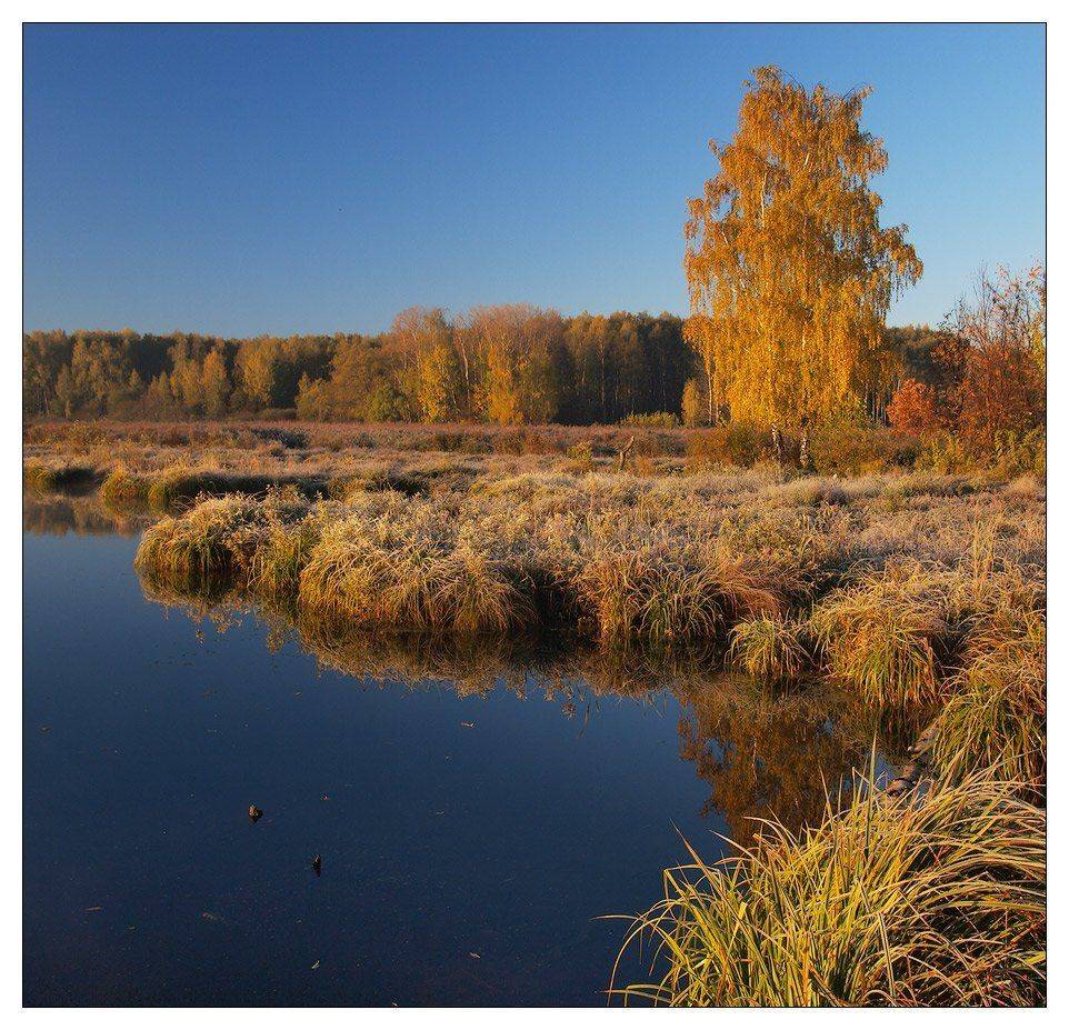 На пике осени. Автор: b.o.g. раннее утро, золотая осень, октябрь, береза, подмосковье, b.o.g.