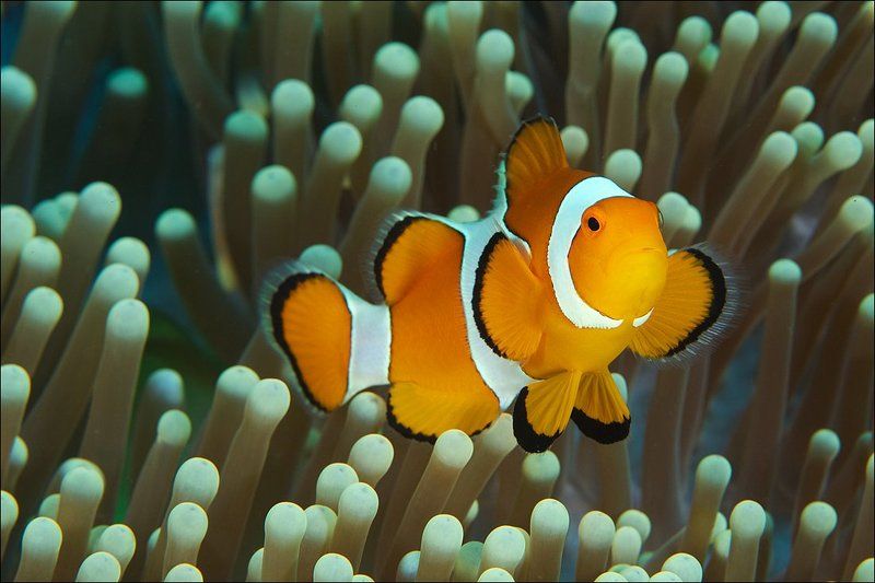 clown fish, underwater, indonesia, bali, anemone Популярныйphoto preview