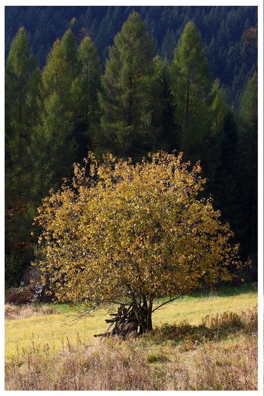 И теперь в цветах осени .....photo preview