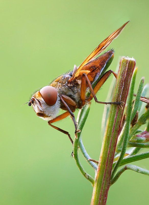 осенние мухиphoto preview