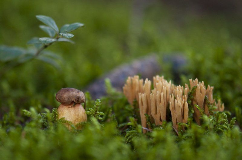 грибы, лес, осень, макро Под пологом лесаphoto preview