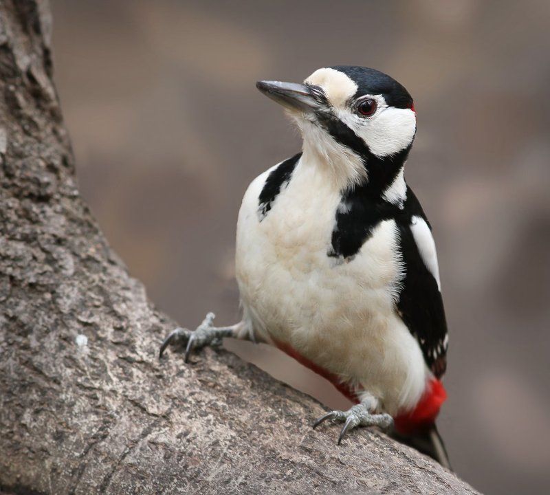 Драсти!photo preview