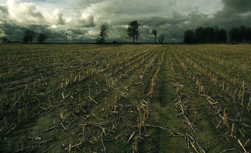 послекукурузье Послекукурузье!!photo preview