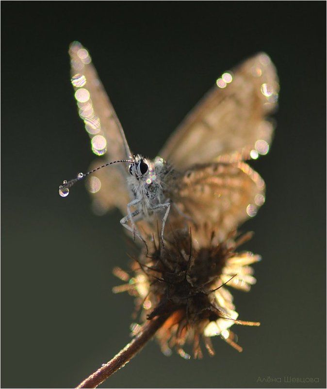 голубянка ***photo preview