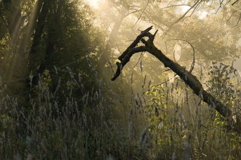 утро, свет, паутина, туман Последнее пристанищеphoto preview