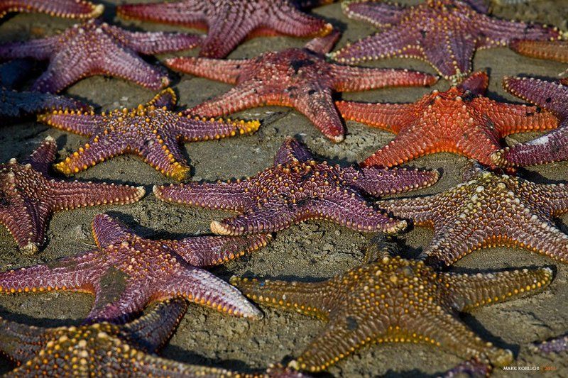 вьетнам, пляж, морская звезда, песок \