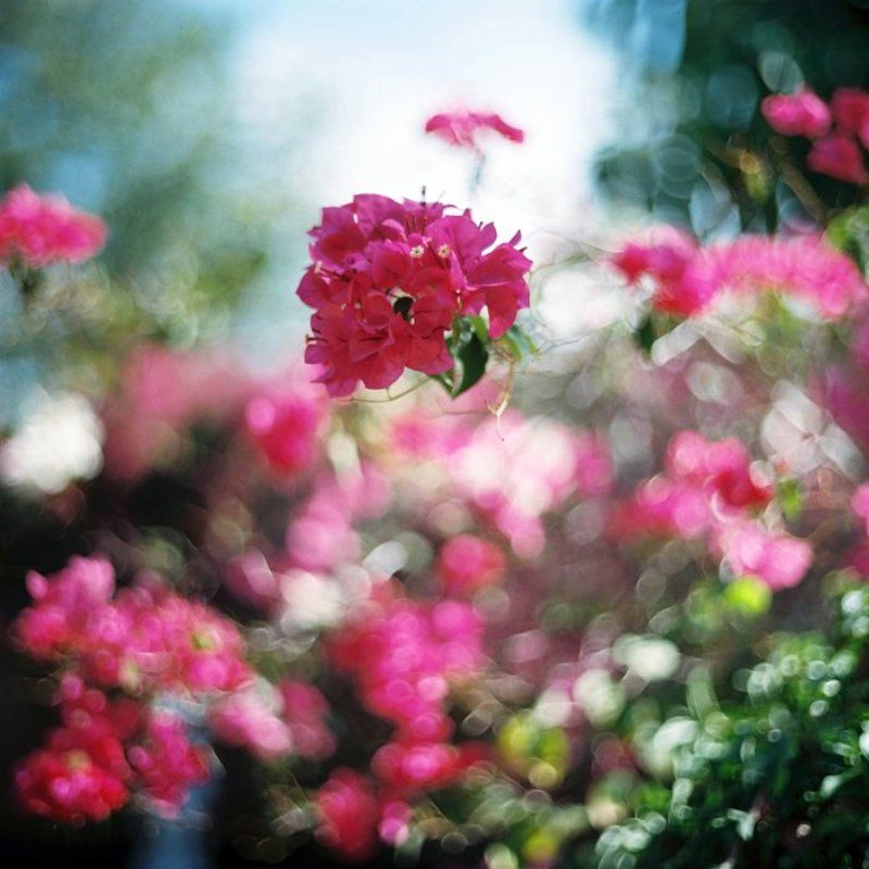 M-formatphoto preview