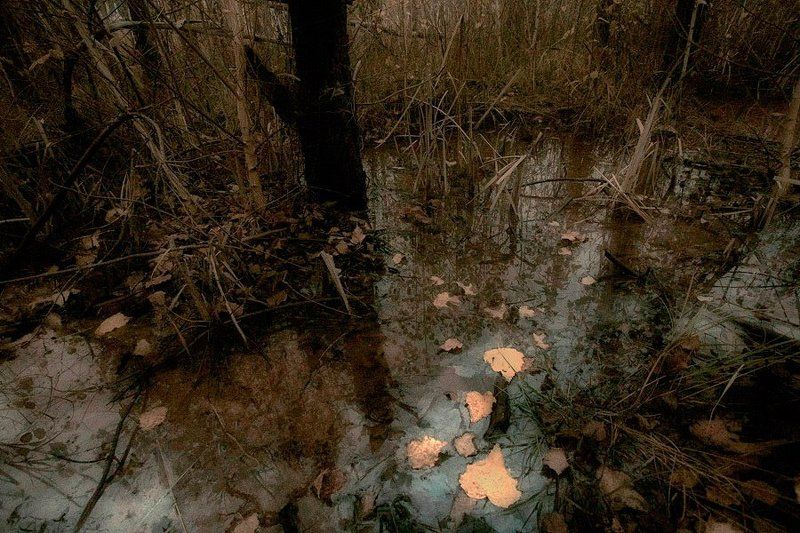 природа, осень Осень цвета хакиphoto preview