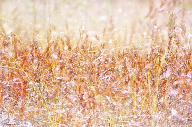 осень, природа, зарисовка Свет и осень. фото превью
