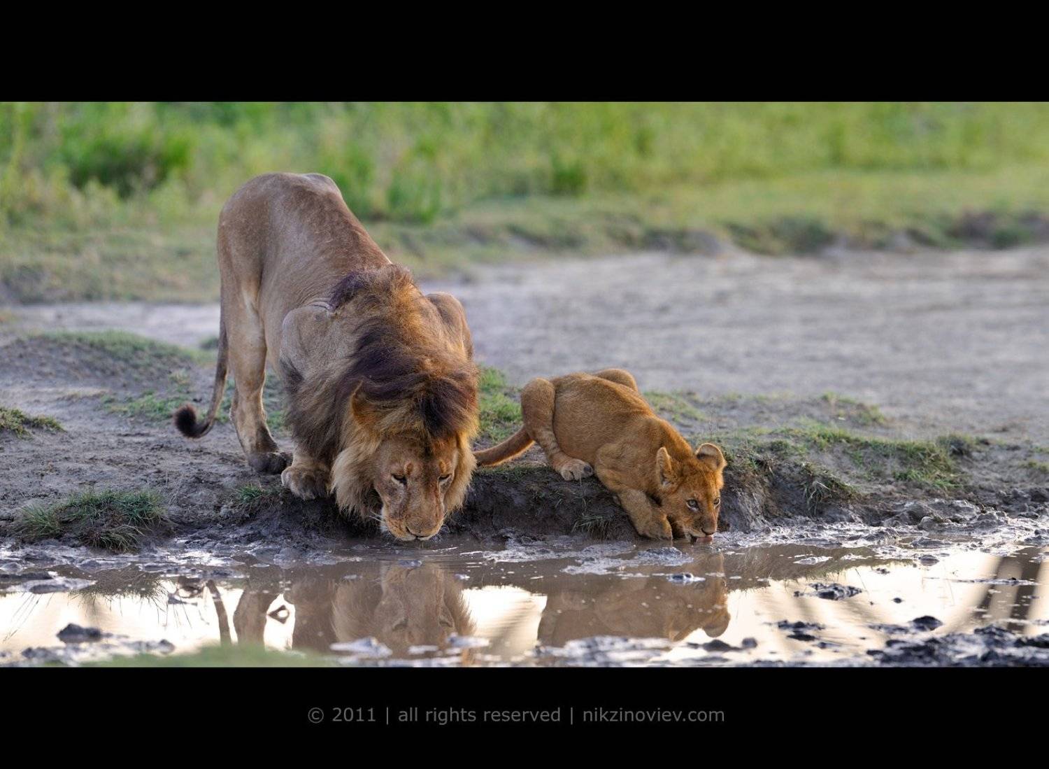 лев, отец, львенок, сын, дикая природа,  животные, зиновьев николай, Николай Зиновьев