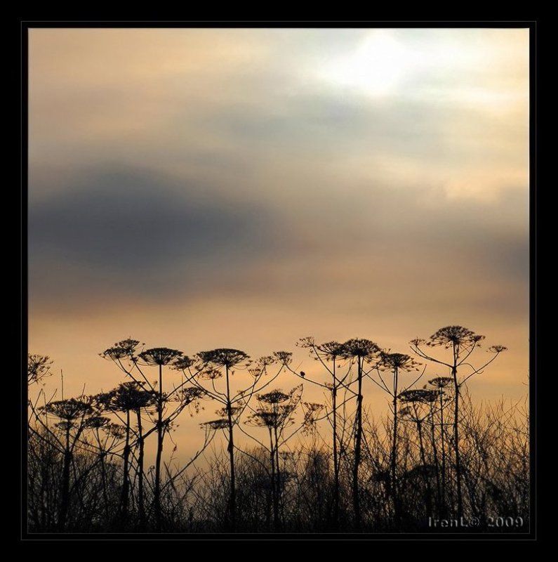 утро январяphoto preview