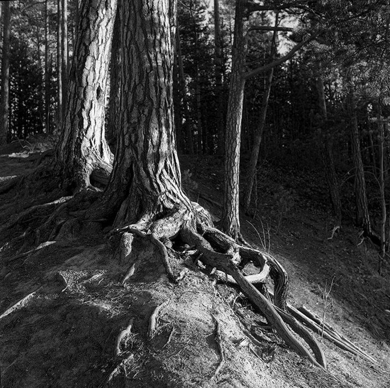 tri-x 400, ***photo preview