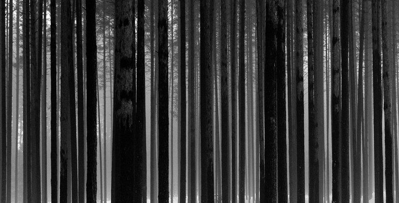 ЛЕС фото превью