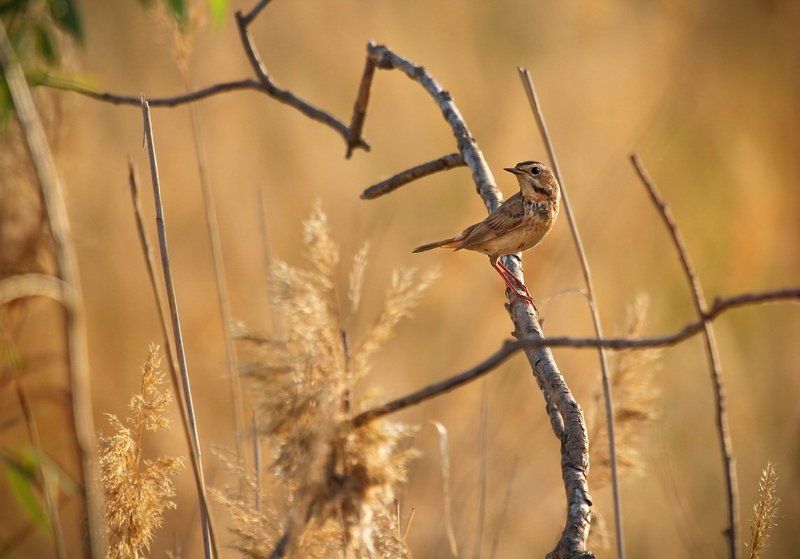 Варакушкаphoto preview