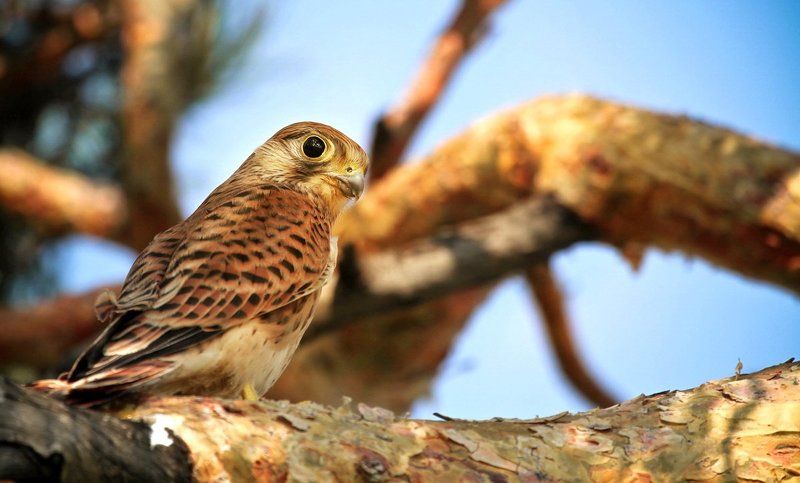 Пустельгаphoto preview