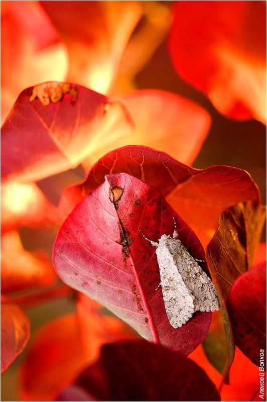 бабочка, скумпия В огне фото превью