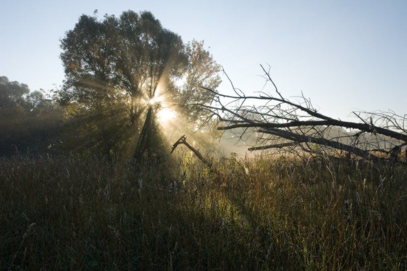 утро, рассвет, туман, свет, солнце, пейзаж, дерево, луг, осень Встреча тьмы со светомphoto preview