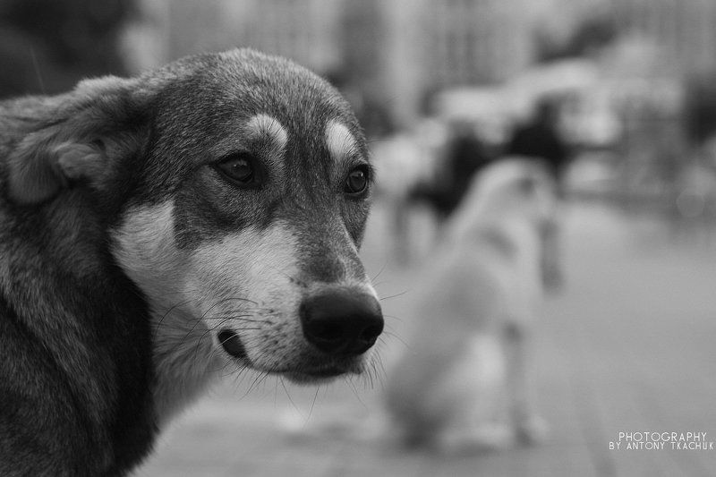 ANTONY TKACHUK - Photography from soulphoto preview