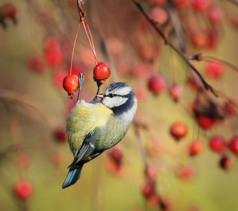 животные, птицы, синица, лазоревка Ииих, опять ноготок сломала ...photo preview