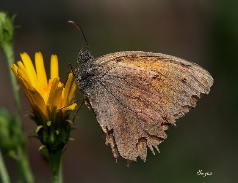 лето, бабочка, цветок — Эй, птичка, летим со мной, там столько вкусного!! фото превью