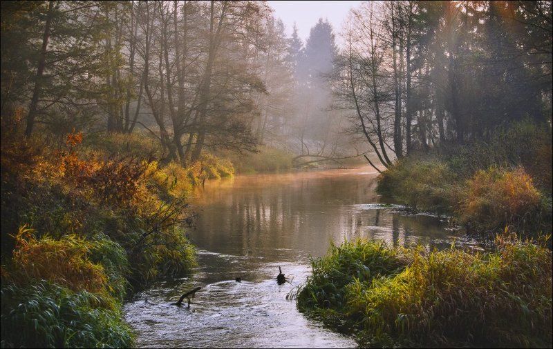 forest, landscape, magic forest, photo, лес, пейзаж, рассвет, река, свет, фото Magic Forestphoto preview