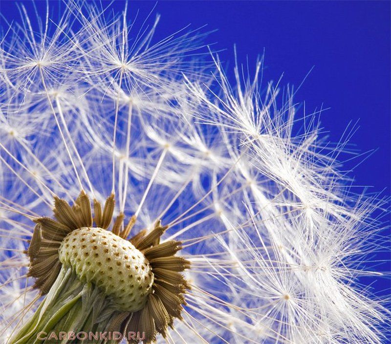 Легкость бытияphoto preview