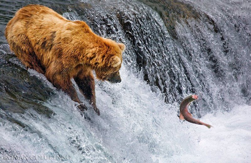 Фэйсконтроль / Facecontrol. Alaskaphoto preview