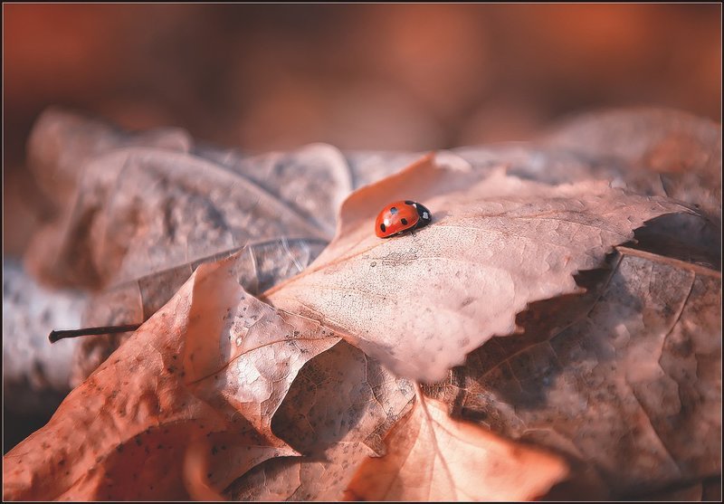 макро,насекомые, Тёплым, осенним деньком.photo preview