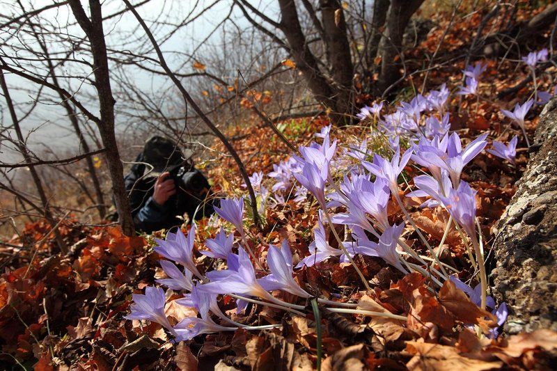 крым, крокус, осень Охота на крокусовphoto preview