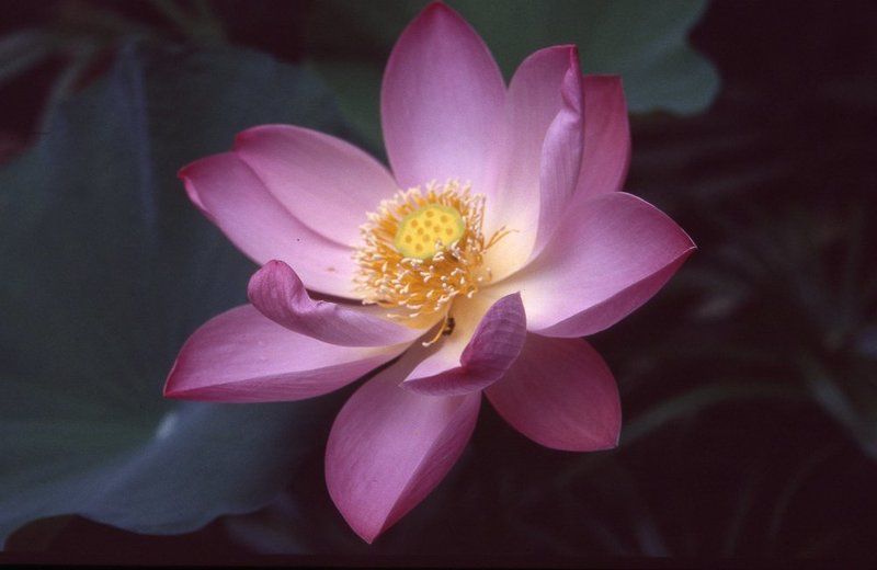 бали, плёнка Там лотосы цветут...photo preview