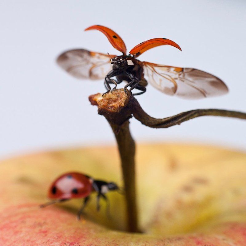 насекомые, макро, яблоки, божьи коровки Яблочный Спасphoto preview